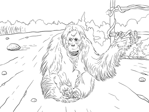 Sumatran Orangutan Coloring Page